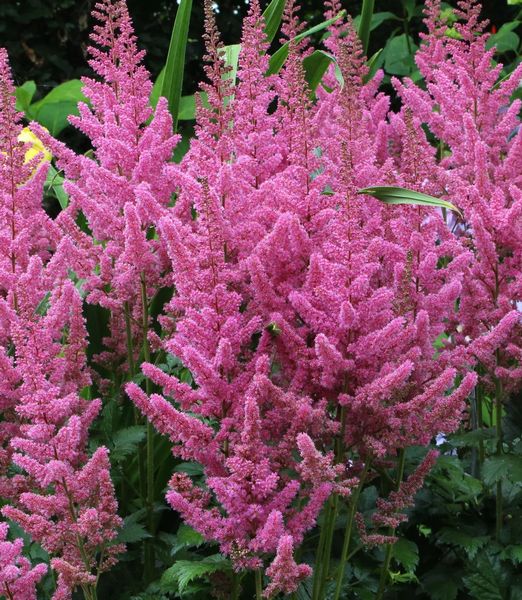 Astilbe 'Little Vision in Purple' 